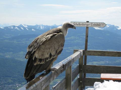 Ein besonderer Besucher auf unserer Sonnenterrasse