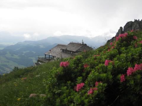 Almrausch vor der Toni Lenz Hütte am Untersberg